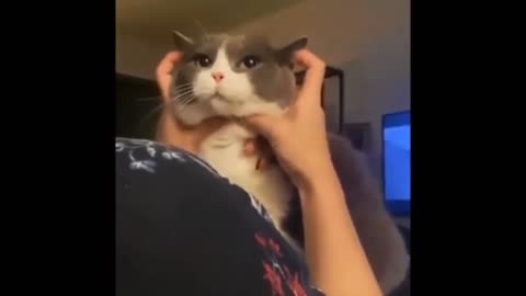 Compilation of videos of cute cats