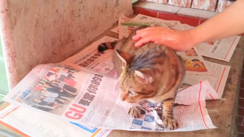 The cat is so refreshing to be massaged that it turns into a chicken