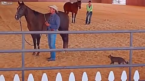 funny video -crazy cat attacked horse