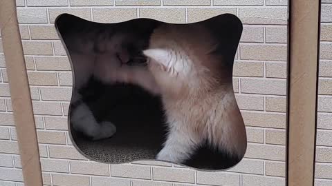 Day 4 of cat ensemble