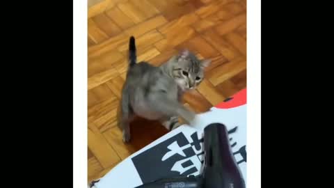 funny cat video cute cat funny action