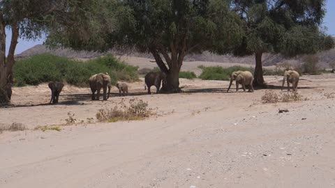 Herd of elephants grazing in the shade of a tree