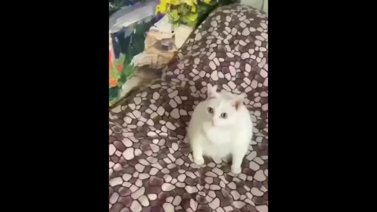 New Funny Animals 😂 Funniest Cats and Dogs Videos 😺🐶 Part 4