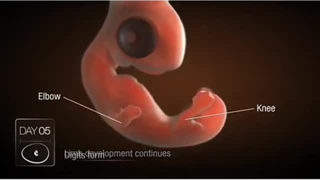 Development of embryo chick in egg from day 1 to day 21