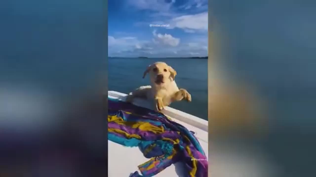 Funny video animal
