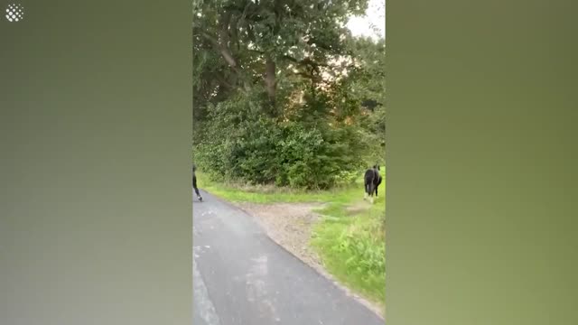 Beautiful moment woman on rollerblades races her horse behind the sunset