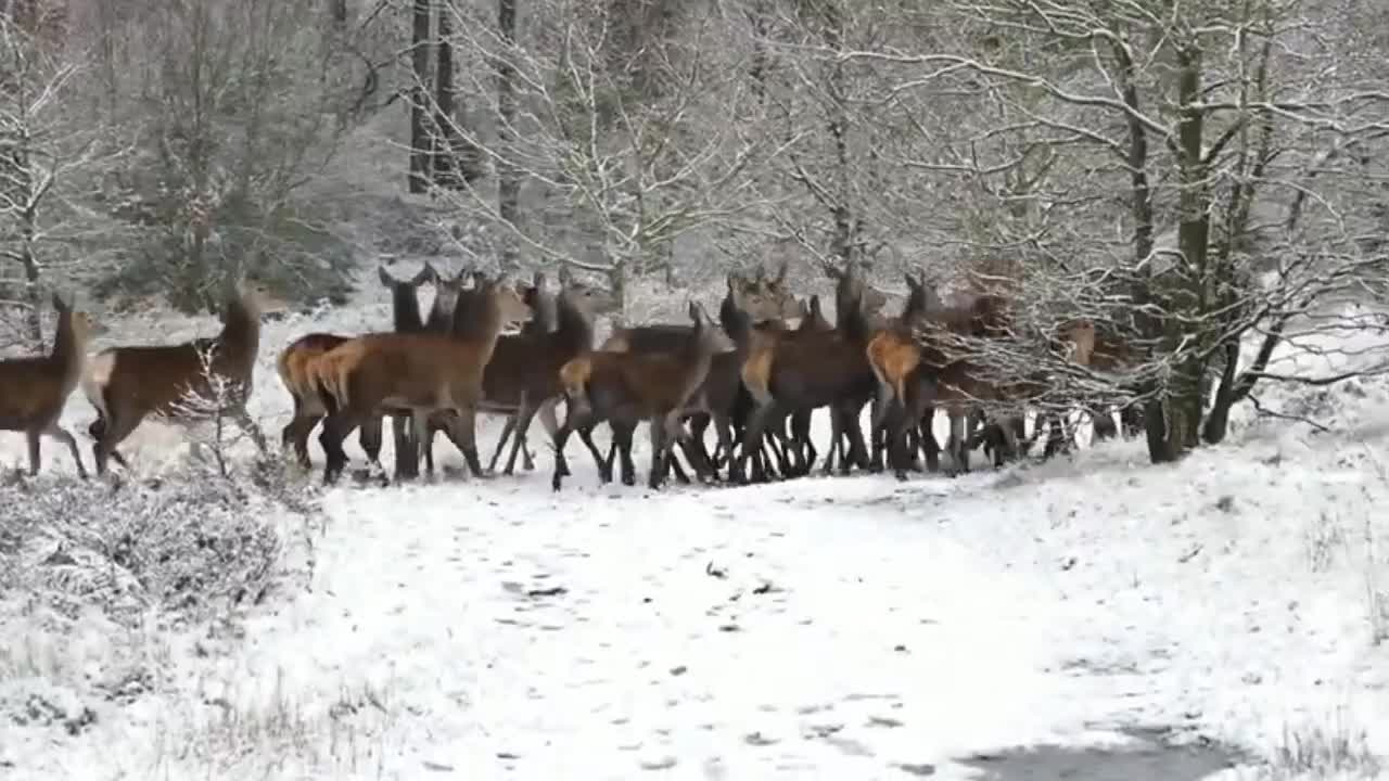 The deer is running very fast.| & Elephant eating the grass