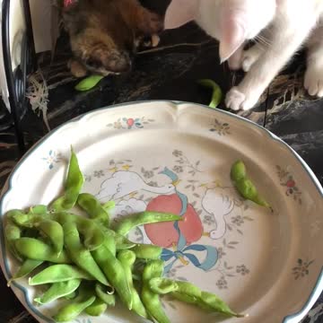 Kittens go bonkers with edamame