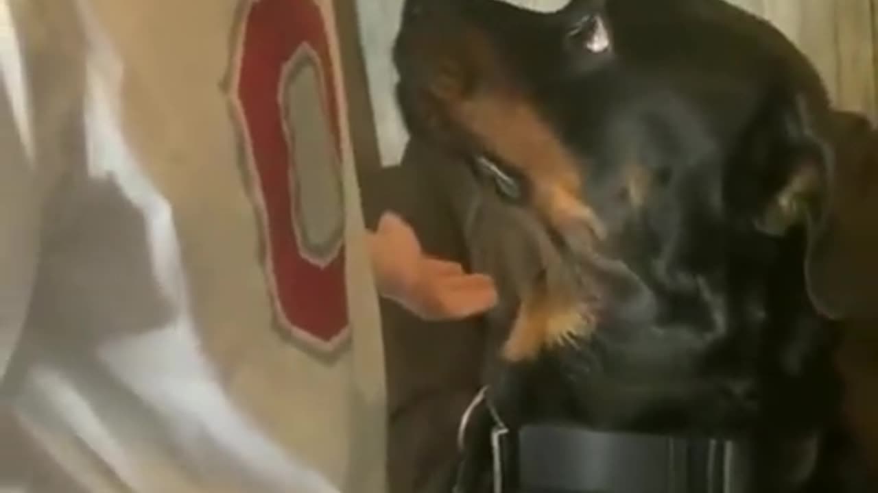 Angry Rottweiler doesn't want to cut his nails