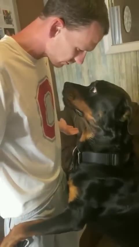 Angry Rottweiler doesn't want to cut his nails