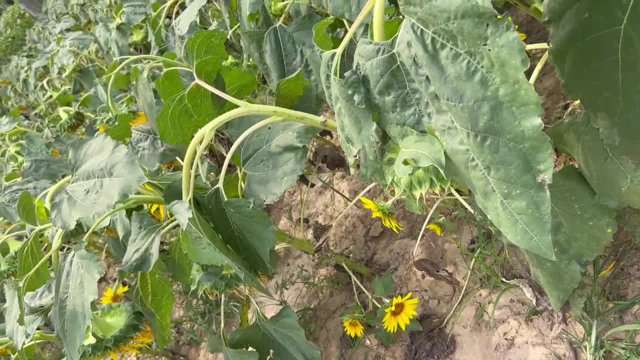 Here is a field of sunflowers