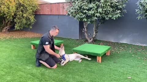 Teach ANY DOG to NOT PULL on Leash!