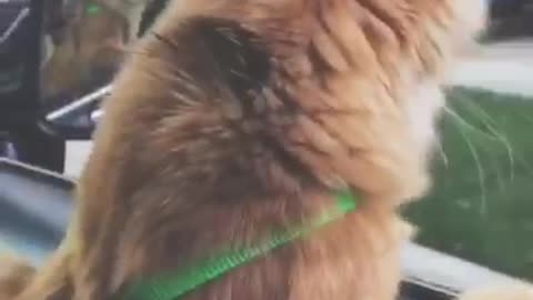 Orange cat green collar looking out car window