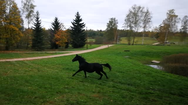 Black horse running in the lush green countryside