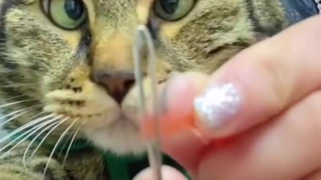 cute cute funny videos