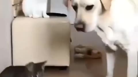 Funny animal video