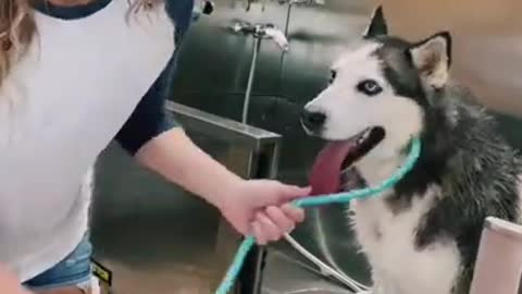 Husky Scream