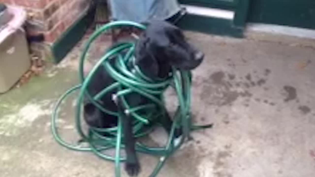 Black Labrador Gets Caught In Green Hose