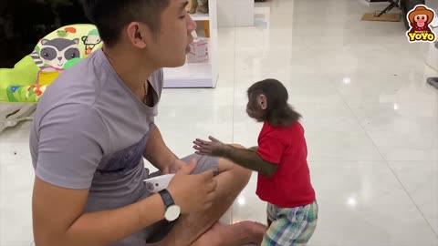 Monkey listen human language (very awesome!)