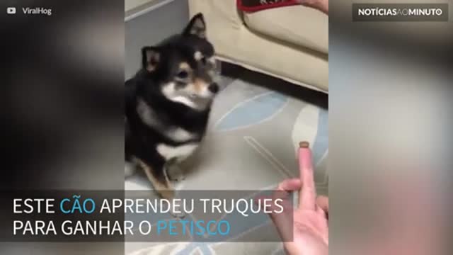 Cãozinho é enganado em truque de mágica