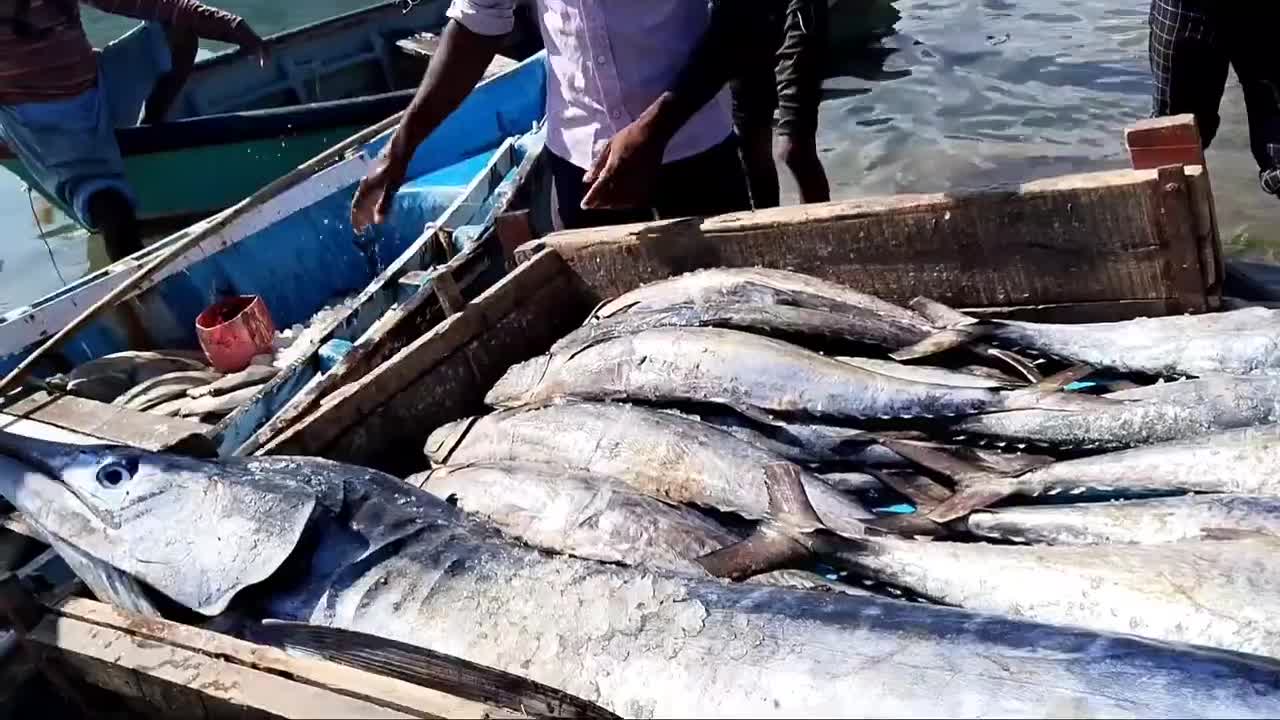 Big Fish Catching || Amazing GholFish || Deep sea in Gujarat fishing Boat ||-3