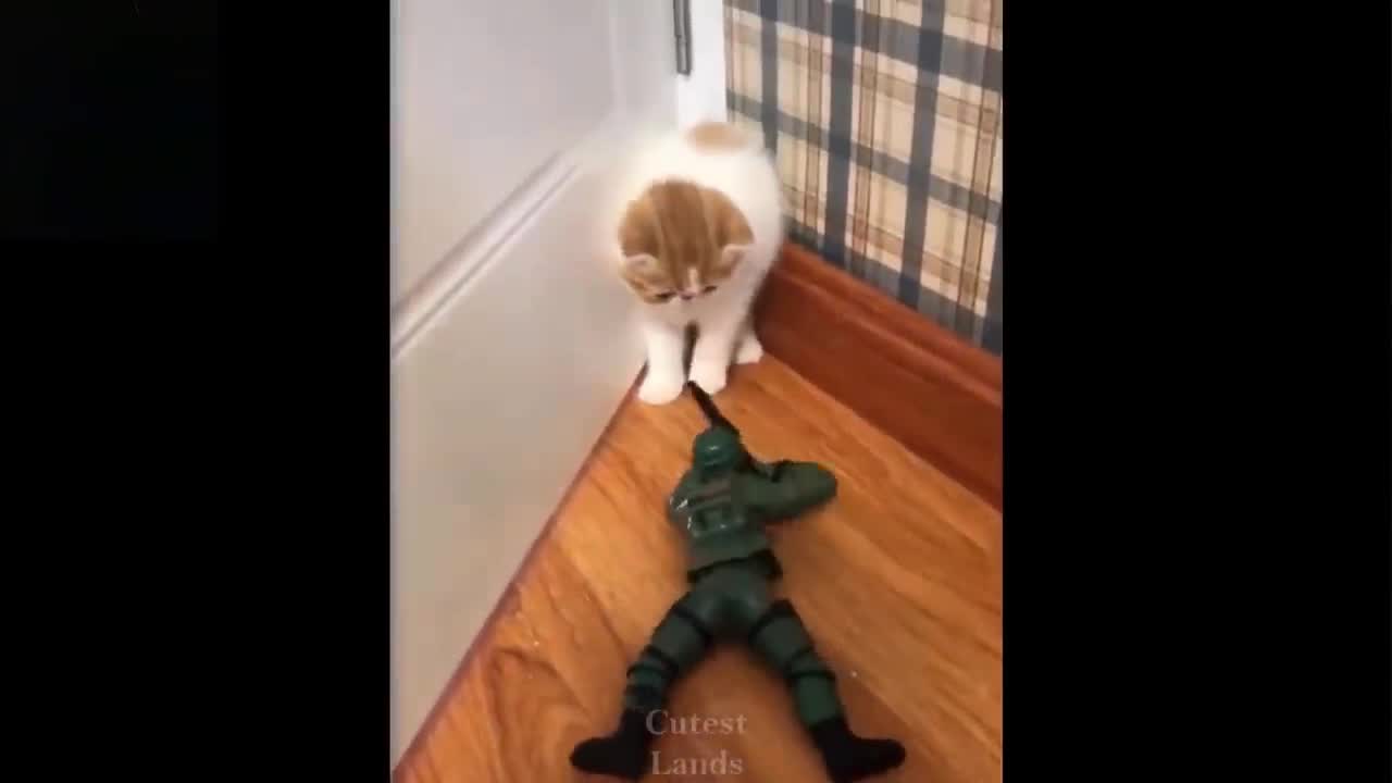 Army Man Vs Cat Funny Animals