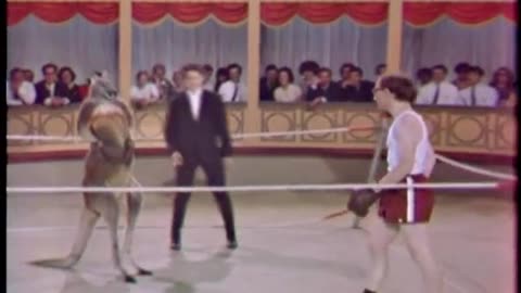 Kangaroo Circus Boxing