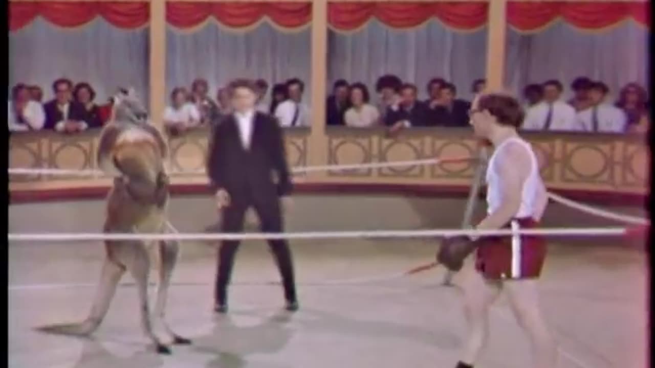 Kangaroo Circus Boxing