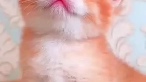 very cute kitten in the world