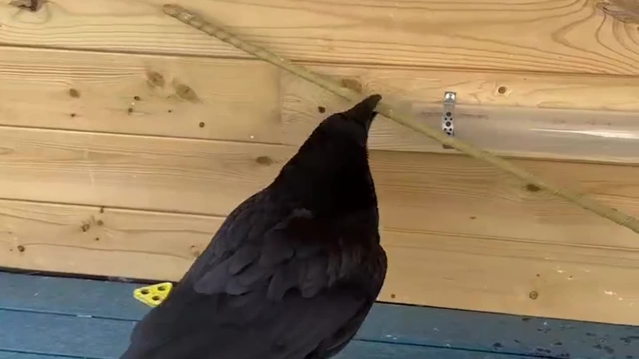 Crows have incredible intelligence