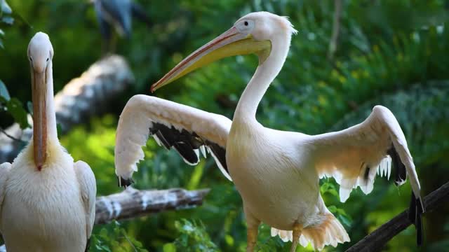 Various kinds of animals