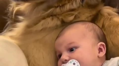 Dog Mom's Love For Baby #shorts #viral #shortsvideo #video