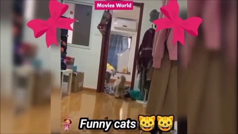 Funny Cat Videos Compilation December 2020 🤣 Try Not To Laugh Or Grin 2020 🤣 Cute Cats