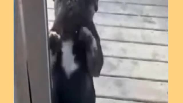 Compilado cats and dogs