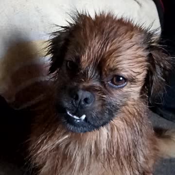 Pekingese like us relaxing after a shower