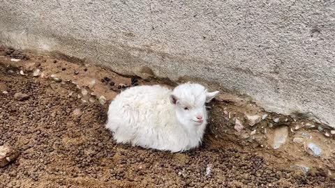 Squatting against the wall of my house