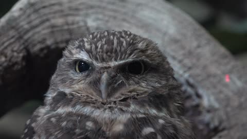 Owl staring into distance scouring for food at night