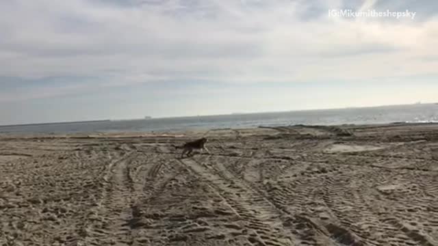 Brown german shepherd dog chases tennis ball across beach