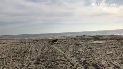 Brown german shepherd dog chases tennis ball across beach