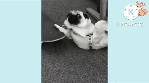 Dog playing with sketbord