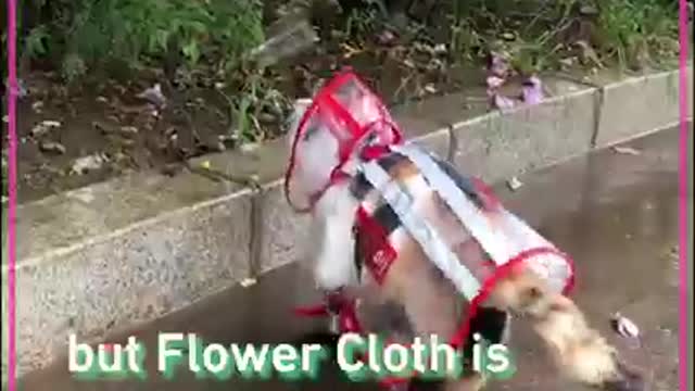 This chonky cat insists to go on walkies everyday!