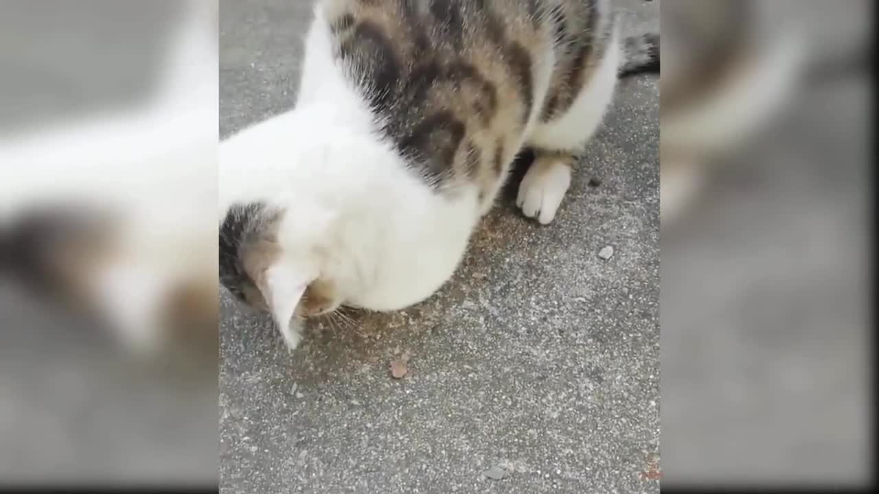 funny cats