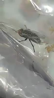 amazing moment video