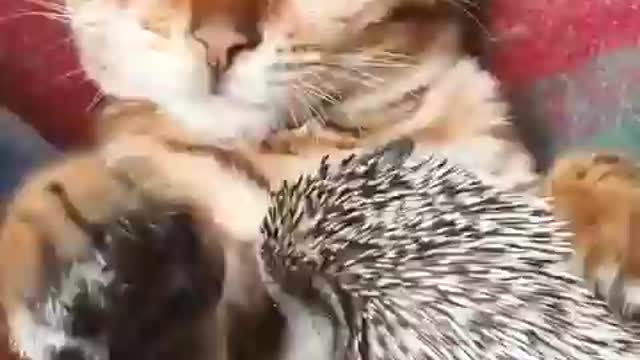 Amazing friendship between a cat and a hedgehog