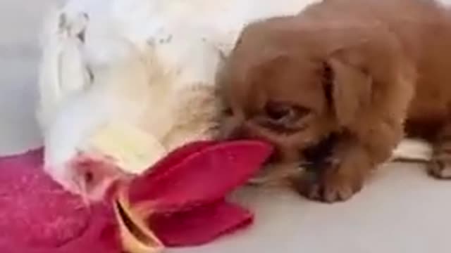 5 Dogs compiled Videos - Very Very Funny.