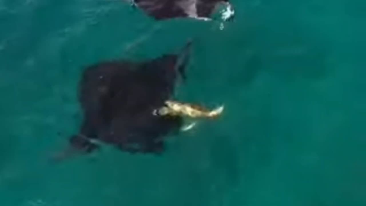 SEA TURTLE TUMBLING BETWEEN MANTA RAYS 😄😱🐢