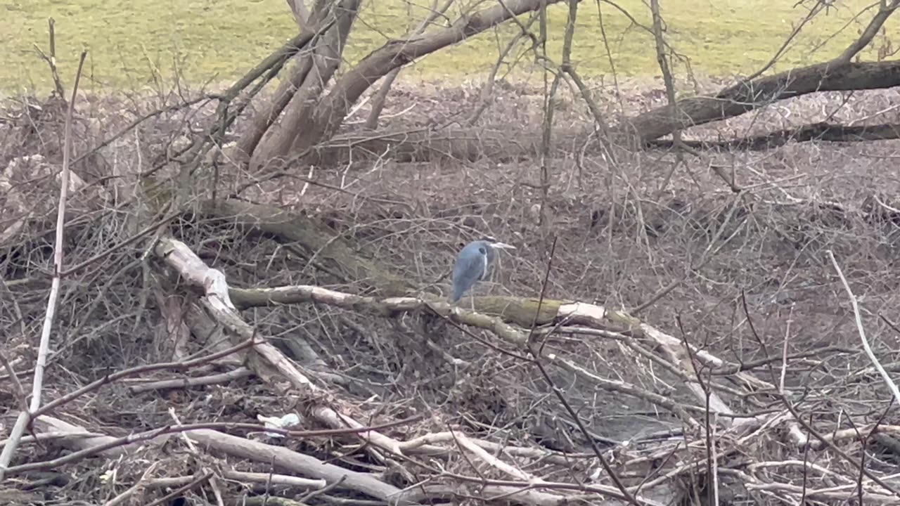 Great Blue Heron on the Humber River