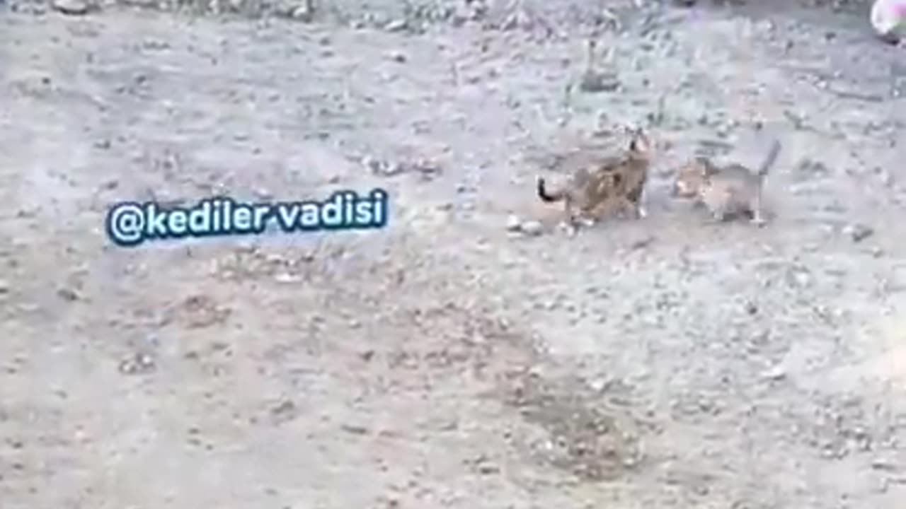 #137 - Amusing and Adorable Animals