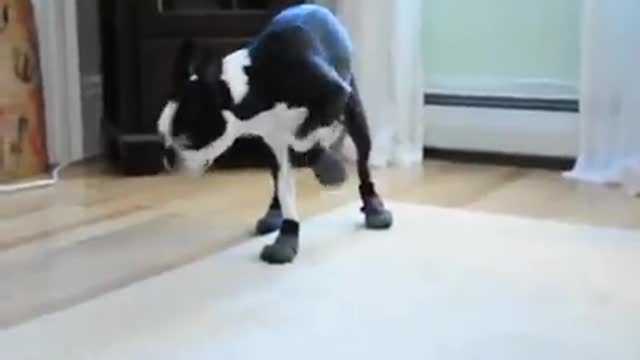 Cute dog trying his new shoes