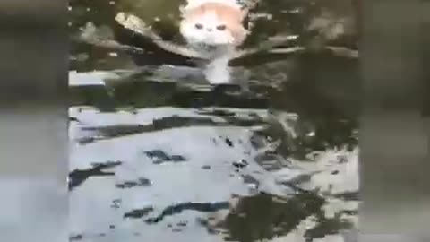 Cute cats funny video